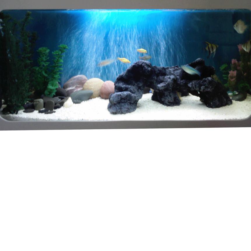 Rated #941: Freshwater Fish Tank - My first tank attempt!