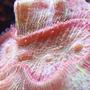 corals inverts - trachyphyllia geoffroyi - brain coral, trachyphyllia stocking in 90 gallons tank - Brain open