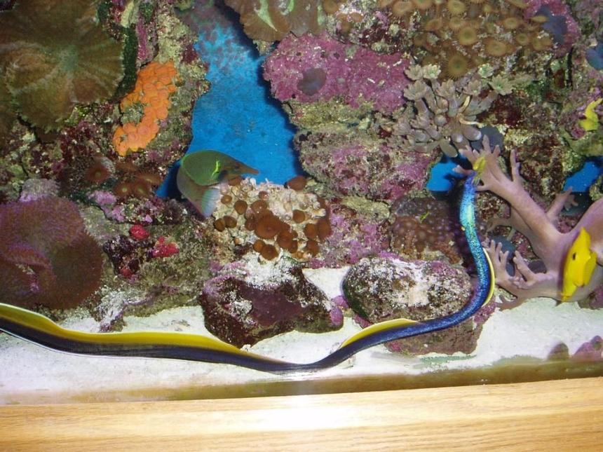 Rated #33: Saltwater Fish - Rhinomuraena Quaesita - Ribbon Eel Stocking In 90 Gallons Tank - Ribbon ell and bird fish in reef tank