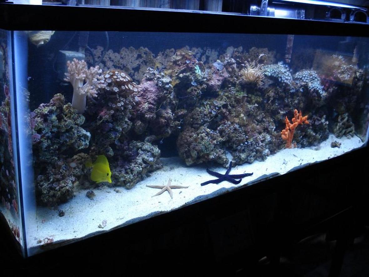 55 gallons reef tank (mostly live coral and fish) - picture of my reef tank by side
