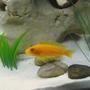 freshwater fish - pseudotropheus estherae - red zebra cichlid stocking in 20 gallons tank - Red Zebra Cichlid
