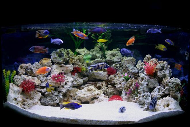 90 gallons freshwater fish tank (mostly fish and non-living decorations) - My new Male Only Show Tank Please leave your comments, Im really interested to know what people think.

Thanks