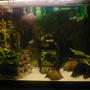 fish tank picture - my tank
