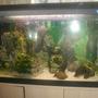 120 gallons planted tank (mostly live plants and fish) - another pic of my tank