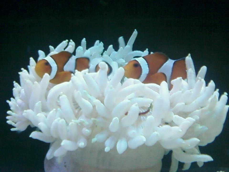corals inverts - condylactis gigantea - condy anemone stocking in 80 gallons tank - cody clowns