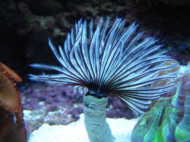 corals inverts - sabellastarte magnifica - magnificent feather duster stocking in 46 gallons tank - Black & White Feather Duster