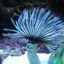 corals inverts - sabellastarte magnifica - magnificent feather duster stocking in 46 gallons tank - Black & White Feather Duster