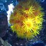 corals inverts - tubastrea faulkneri - orange sun coral stocking in 46 gallons tank - Yellow Sun Coral