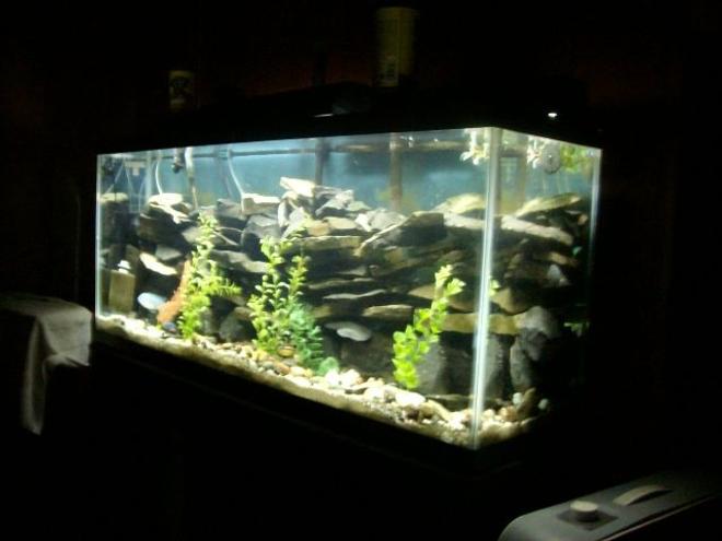 55 gallons planted tank (mostly live plants and fish) - MY TANK IT IS A  55 GALLON CICHLID TANK  WITH SAND ROCK  AND SLATE I HAVE FAKE PLANTS I HAVE SPONG FILTERS  A MARINELAND  220 CANISTER FILTER  IV GOT SOME CICHLIDS  BUT NEED MORE