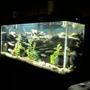 55 gallons planted tank (mostly live plants and fish) - MY TANK IT IS A 55 GALLON CICHLID TANK WITH SAND ROCK AND SLATE I HAVE FAKE PLANTS I HAVE SPONG FILTERS A MARINELAND 220 CANISTER FILTER IV GOT SOME CICHLIDS BUT NEED MORE