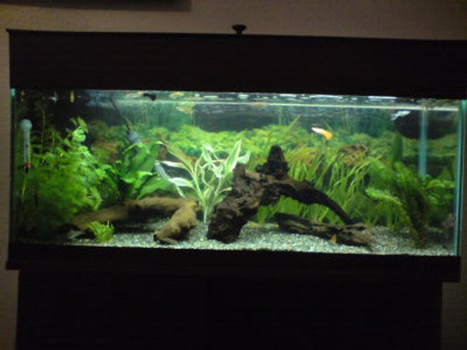 20 gallons planted tank (mostly live plants and fish) - 3 foot  community planted tank