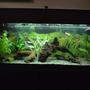 20 gallons planted tank (mostly live plants and fish) - 3 foot community planted tank