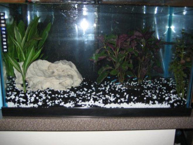 20 gallons planted tank (mostly live plants and fish) - 20g
Whisper 40 Power Filter
1 Pleco
12 Neon Tetra
Various Living Plants