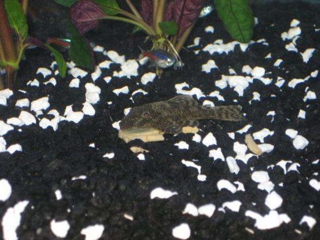 freshwater fish - glyptoperichthys gibbiceps - sailfin pleco (l-83) stocking in 20 gallons tank - Sushi, my pleco.  This was the first time I'd given him an algae wafer, and I wanted to see how quickly he'd eat it.

For the first hour he hardly touched it, just sat on top of it so the other fish couldn't get it!  He eventually started eating it a bit, which is how it got broken up.