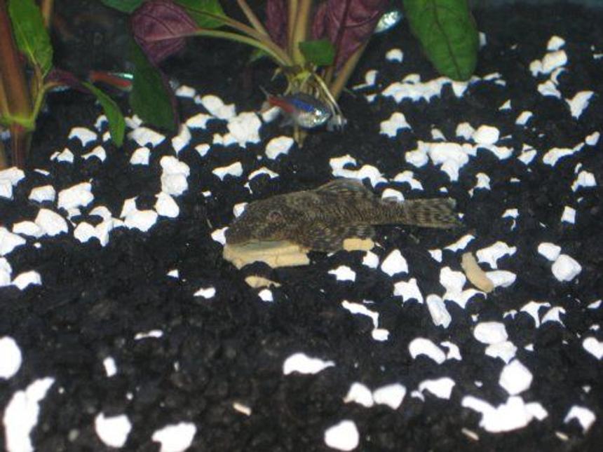 Rated #2124: Freshwater Fish - Glyptoperichthys Gibbiceps - Sailfin Pleco (l-83) Stocking In 20 Gallons Tank - Sushi, my pleco.  This was the first time I'd given him an algae wafer, and I wanted to see how quickly he'd eat it.

For the first hour he hardly touched it, just sat on top of it so the other fish couldn't get it!  He eventually started eating it a bit, which is how it got broken up.