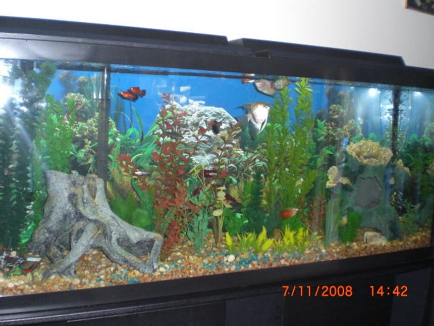 Rated #1977: 55 Gallons Planted Tank - setup on fathers day