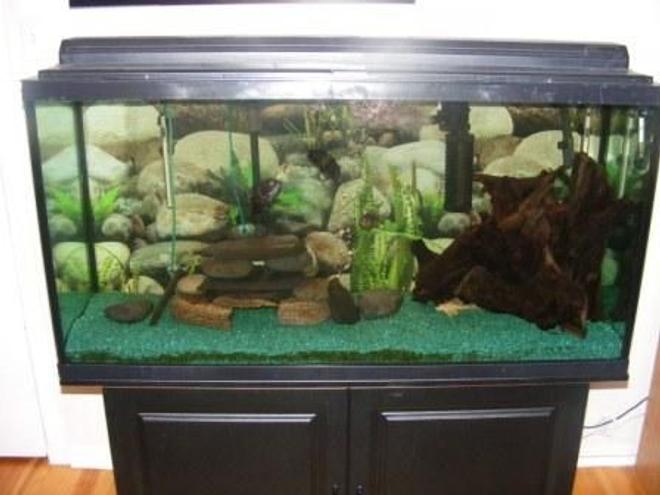 80 gallons freshwater fish tank (mostly fish and non-living decorations) - My 80 gallon