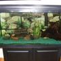 80 gallons freshwater fish tank (mostly fish and non-living decorations) - My 80 gallon