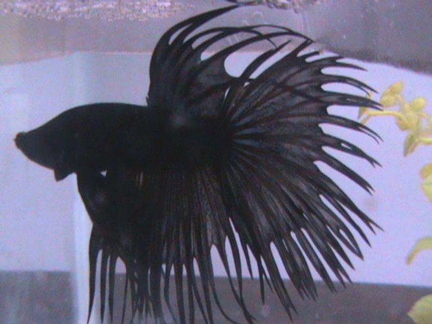 Rated #75: Freshwater Fish - Betta Splendens - Crown Tail Betta Stocking In 40 Gallons Tank - My Crowntail Betta, Darkari.