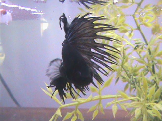 freshwater fish - betta splendens - crown tail betta stocking in 40 gallons tank - My Crowntail Betta, Darkari.
