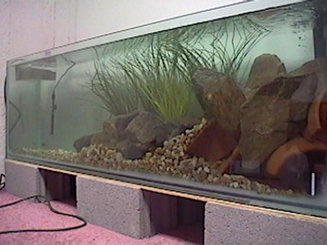 125 gallons freshwater fish tank (mostly fish and non-living decorations) - since numbers don''''t lie 125 built for less than 125, Udig?
