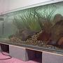 fish tank picture - since numbers don't lie 125 built for less than $125, Udig?