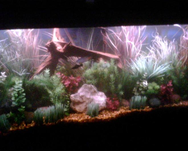 55 gallons planted tank (mostly live plants and fish) - 55 Gal.
Fake Plants with a few real Wisteria.