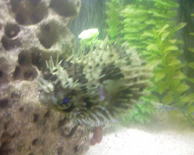 saltwater fish - chilomycterus schoepfi - spiny box puffer stocking in 80 gallons tank - puffer