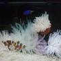 corals inverts - condylactis gigantea - condy anemone stocking in 80 gallons tank - cody clowns