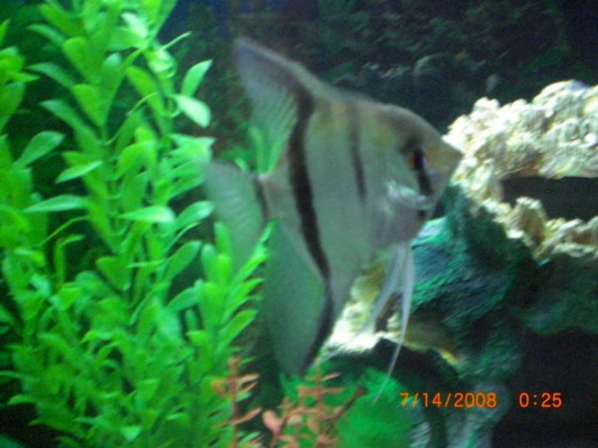 Rated #1716: Freshwater Fish - Pterophyllum Sp. - Silver Zebra Angel Stocking In 55 Gallons Tank - angel