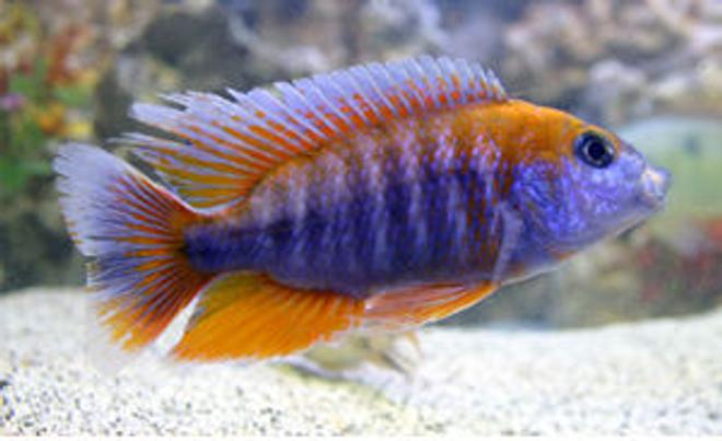 freshwater fish - aulonocara jacobfreibergi - eureka red stocking in 90 gallons tank - Aulonocara Jacob Eureka