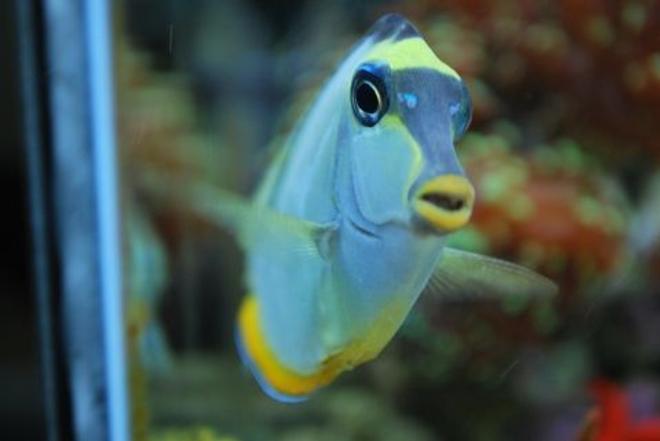saltwater fish - acanthurus leucosternon - powder blue tang stocking in 60 gallons tank - He has his own little personailty - It's great  (IF YOU DO NOT LIKE OUR PICTURES THEN YOU DO NOT HAVE TO LOOK AT THEM, BUT VOTING 0 IS VERY NEGATIVE ON YOUR PART) PLEASE JUST MOVE ON - THANKS!!!!