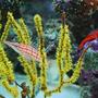 saltwater fish - oxycirrhites typus - longnose hawkfish stocking in 60 gallons tank - Long nose hawk fish hanging out in the the feather coral