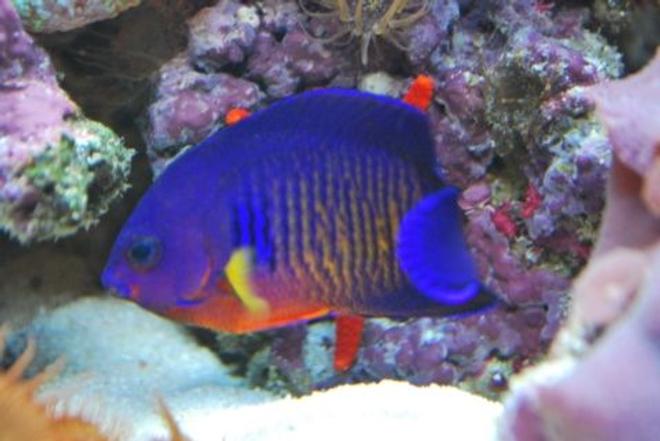 saltwater fish - centropyge bispinosa - coral beauty angelfish stocking in 60 gallons tank - Our Coral Beauty