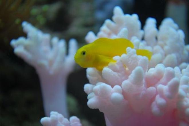 saltwater fish - gobiodon okinawae - clown goby, yellow stocking in 60 gallons tank - Yellow goby, named Mini cooper chilling 
 (IF YOU DO NOT LIKE OUR PICTURES THEN YOU DO NOT HAVE TO LOOK AT THEM, BUT VOTING 0 IS VERY NEGATIVE ON YOUR PART) PLEASE JUST MOVE ON - THANKS!!!!