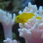 saltwater fish - gobiodon okinawae - clown goby, yellow stocking in 60 gallons tank - Yellow goby, named Mini cooper chilling (IF YOU DO NOT LIKE OUR PICTURES THEN YOU DO NOT HAVE TO LOOK AT THEM, BUT VOTING 0 IS VERY NEGATIVE ON YOUR PART) PLEASE JUST MOVE ON - THANKS!!!!