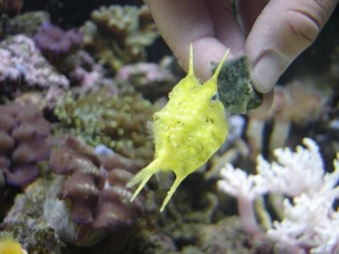 saltwater fish - lactoria cornuta - cowfish longhorn stocking in 60 gallons tank - I have special bond with my long horn cow fish. I hand feed so he won't pick at my corals (I call him Sponge Bob)