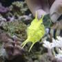 saltwater fish - lactoria cornuta - cowfish longhorn stocking in 60 gallons tank - I have special bond with my long horn cow fish. I hand feed so he won't pick at my corals (I call him Sponge Bob)