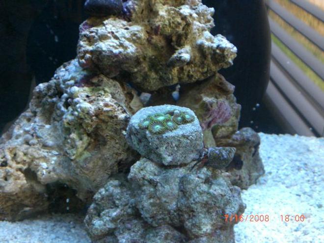 corals inverts - zoanthus sp. - atomic green zoanthids stocking in 6 gallons tank - my zoanthid