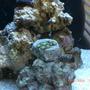 corals inverts - zoanthus sp. - atomic green zoanthids stocking in 6 gallons tank - my zoanthid