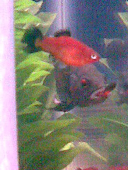 freshwater fish - astronotus ocellatus - tiger oscar stocking in 125 gallons tank - Hungry tiger oscar