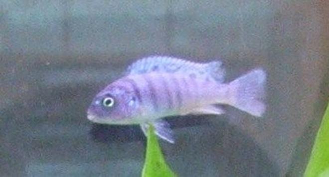 freshwater fish - aulonocara nyassae - blue peacock cichlid stocking in 30 gallons tank - Kenyi Cichlid (Pseudotropheus Lombardoi) - Young Female 2"