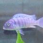 freshwater fish - aulonocara nyassae - blue peacock cichlid stocking in 30 gallons tank - Kenyi Cichlid (Pseudotropheus Lombardoi) - Young Female 2"