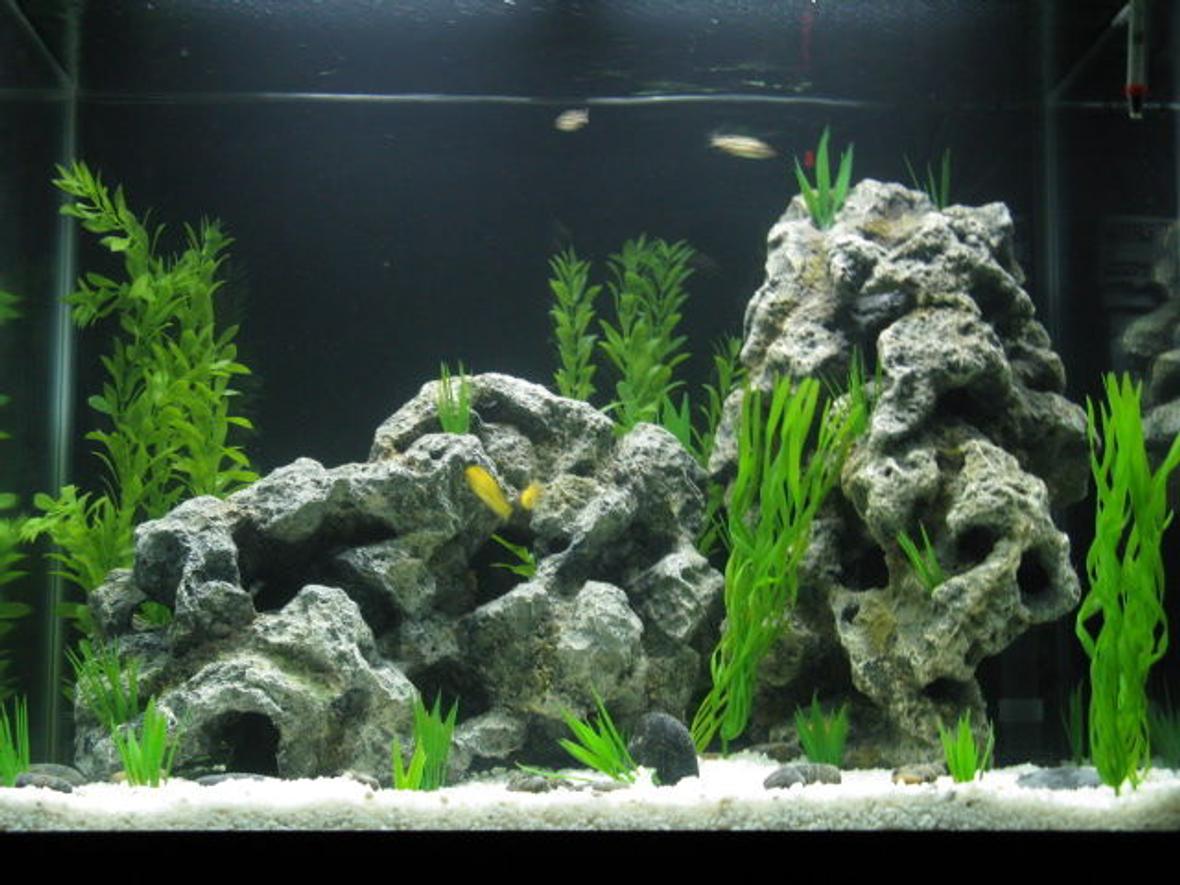 56 gallons freshwater fish tank (mostly fish and non-living decorations) - My new cichlid tank