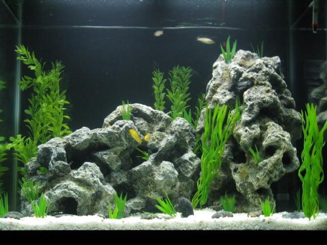 56 gallons freshwater fish tank (mostly fish and non-living decorations) - My new cichlid tank