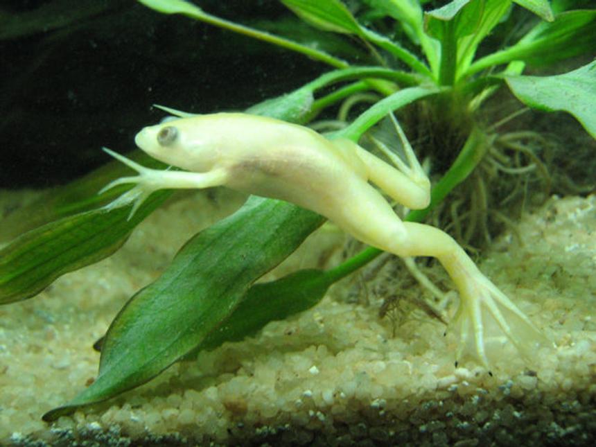 Rated #97: Corals Inverts - Hymenochirus Boettgeri - African Dwarf Frog Stocking In 26 Gallons Tank - African Dwaf Frog