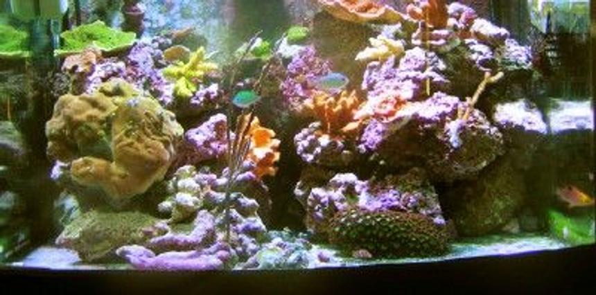 Rated #57: 29 Gallons Reef Tank - 29 gallon Bio Cube mostly SPS tank.