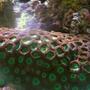 corals inverts - zoanthus sp. - hulk zoanthids stocking in 29 gallons tank - Kryptonite Zoanthids