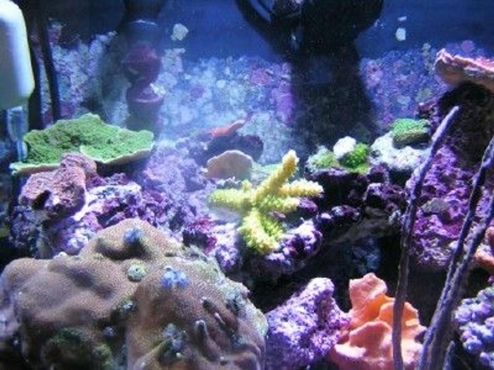 corals inverts - spirobranchus porites - christmas tree worm on rock stocking in 29 gallons tank - Left side picture