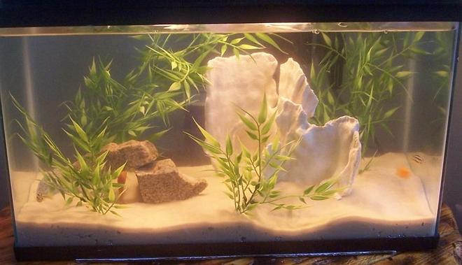 10 gallons freshwater fish tank (mostly fish and non-living decorations) - 10 gallon baby african setup